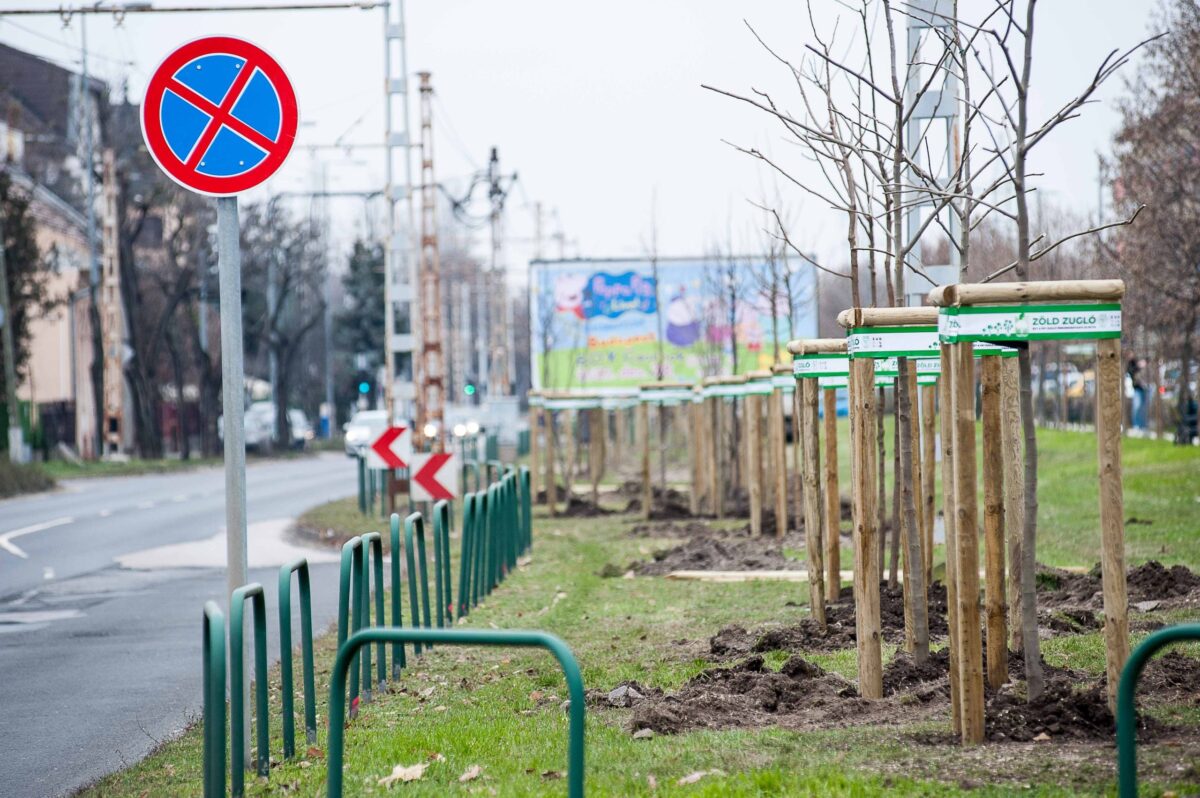 2022 12 14 vezér egressy szugló kiültetett fák brp6652