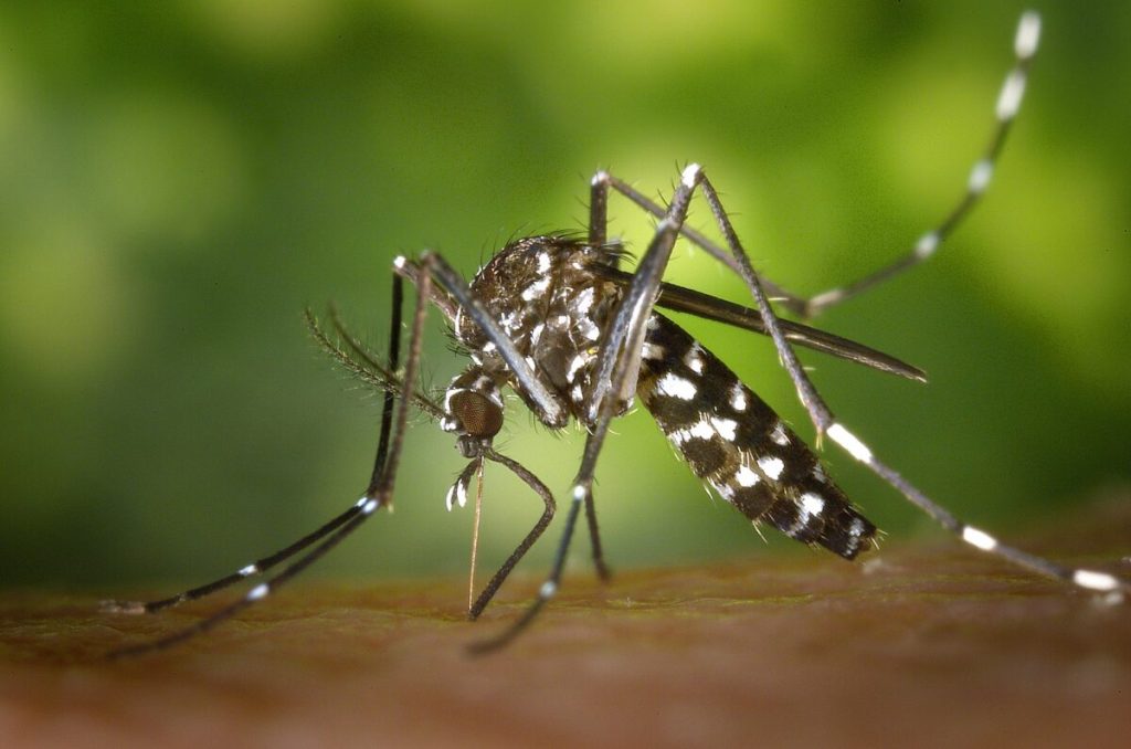 1631px cdc gathany aedes albopictus 1