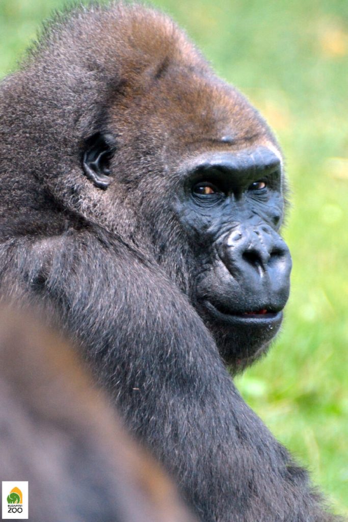 gorilla (472) liesel logo
