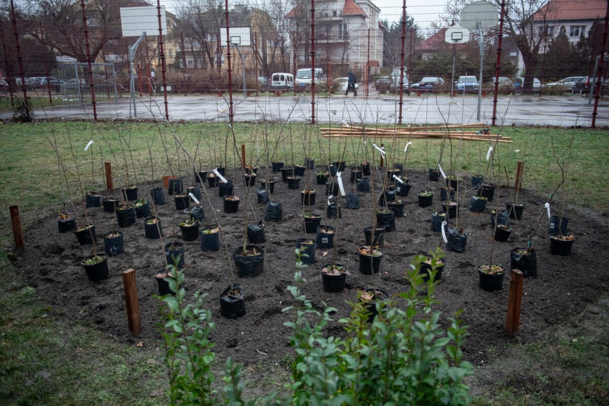 20231213 fa ültetés stg (1)