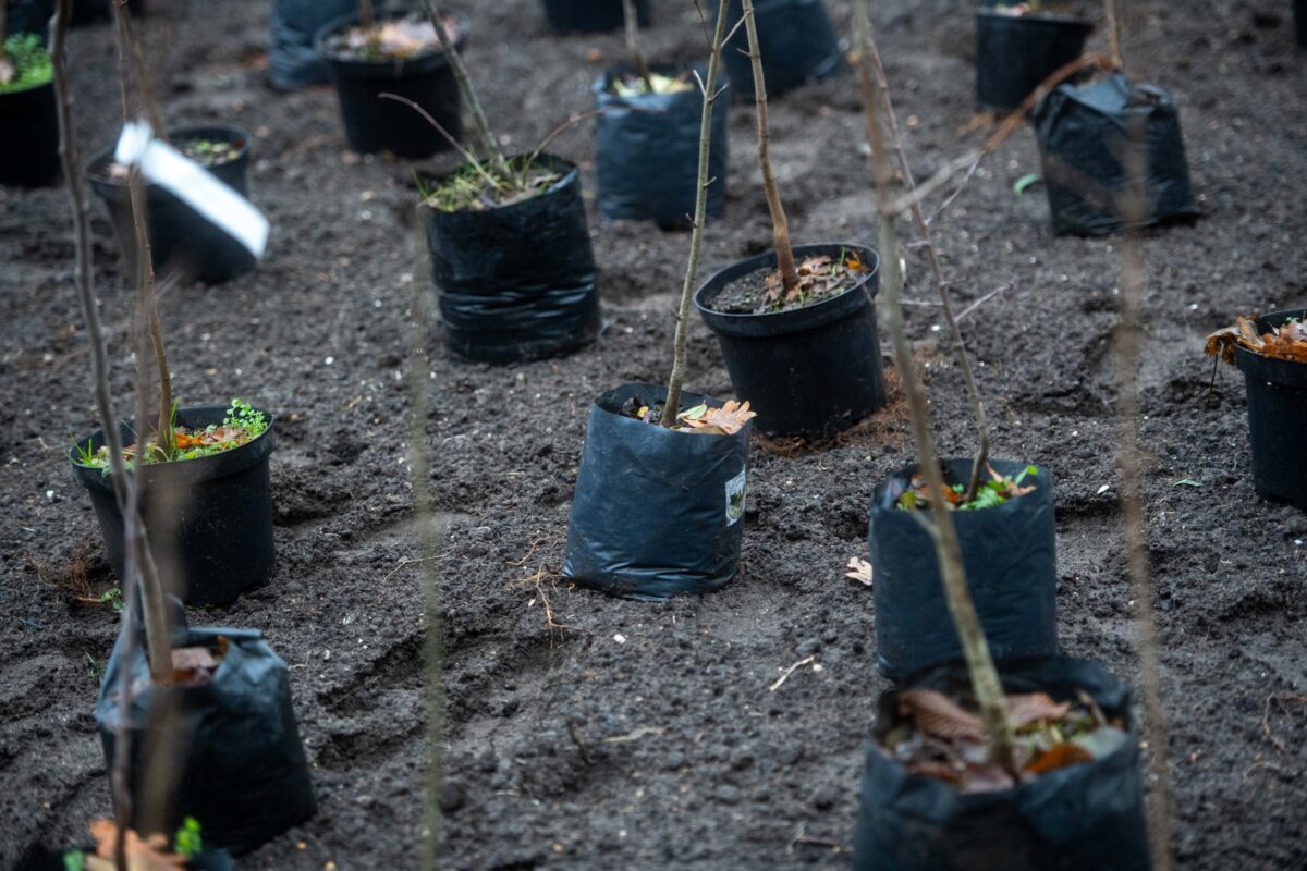 20231213 fa ültetés stg (2)